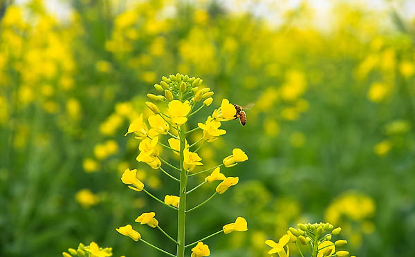 菜花炒脆些抗癌效果更明显