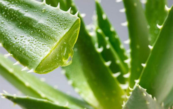 夏季食用芦荟可以瘦身吗？