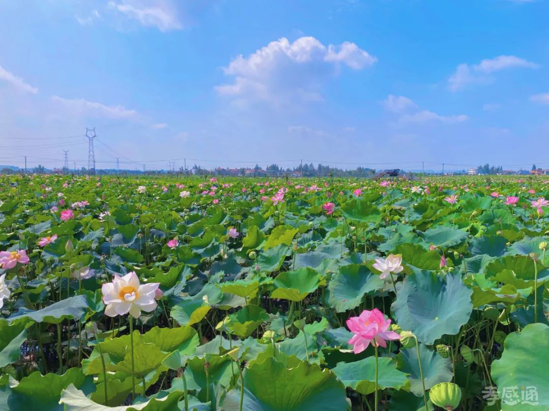 孝感十大赏荷花好去处2025年排行榜前十名榜单出炉 孝感十大赏荷花好去处2025年排行榜前十名榜单出炉