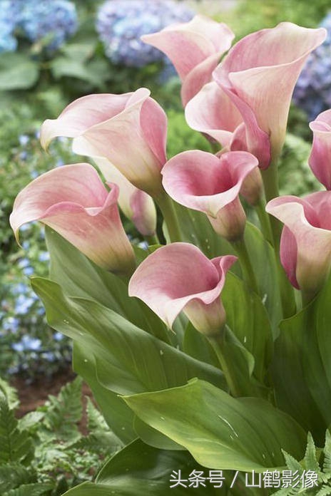 十大最美的马蹄莲品种2025年排行榜前十名榜单出炉 十大最美的马蹄莲品种2025年排行榜前十名榜单出炉