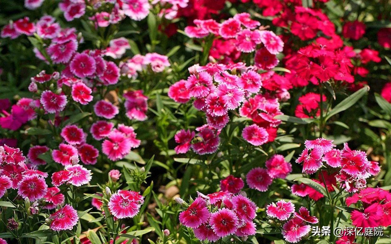 十大最美的马蹄莲品种2025年排行榜前十名榜单出炉 十大最美的马蹄莲品种2025年排行榜前十名榜单出炉